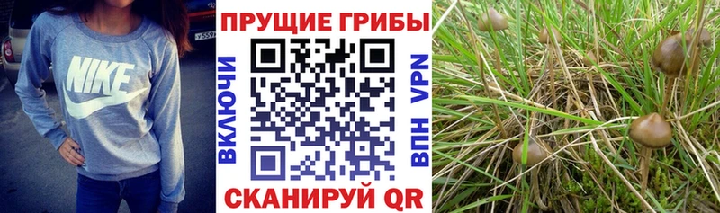 даркнет клад как найти наркотики Джанкой Галлюциногенные грибы прущие грибы